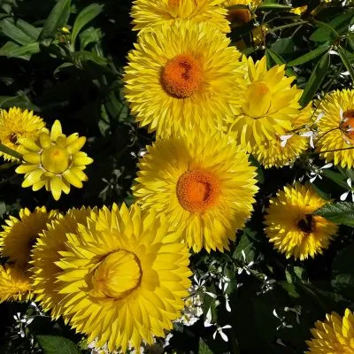 Strawflowers