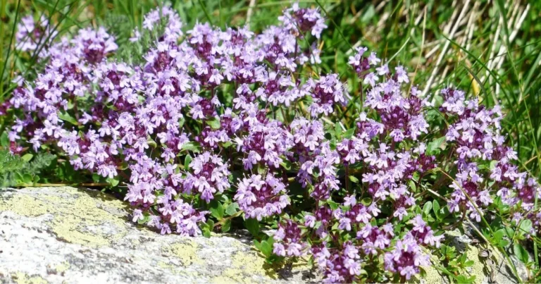 Red Creeping Thyme: Elevate Your Garden with Vibrant Beauty and Effortless Charm