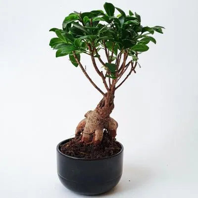 Ficus Bonsai