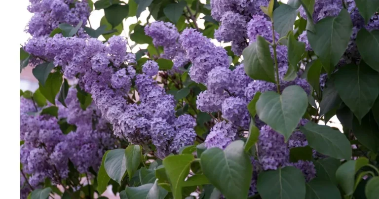 Discover the Magic of Lilac Foliage Color Changes Throughout the Seasons Lilac