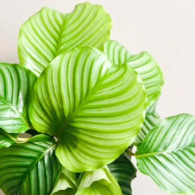 Calathea Orbifolia