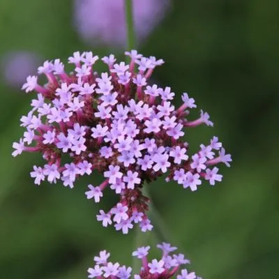 Red creeping thyme 