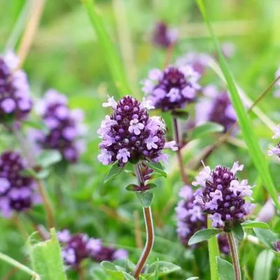 Red creeping Thyme 