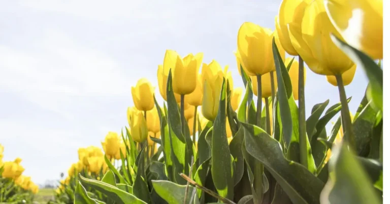 Yellow Tulips: Stunning Beauty, Vibrant Charm, and Timeless Elegance