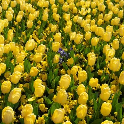 Yellow tulips