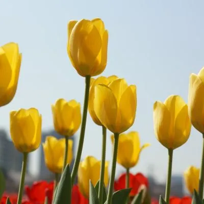 Yellow tulips 