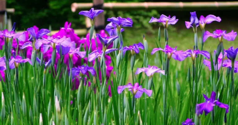 Blue Iris Flower: A Complete Guide to Growing and Caring for This Stunning Bloom