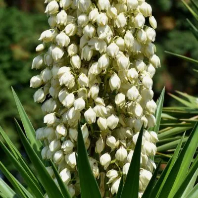 Yucca plant