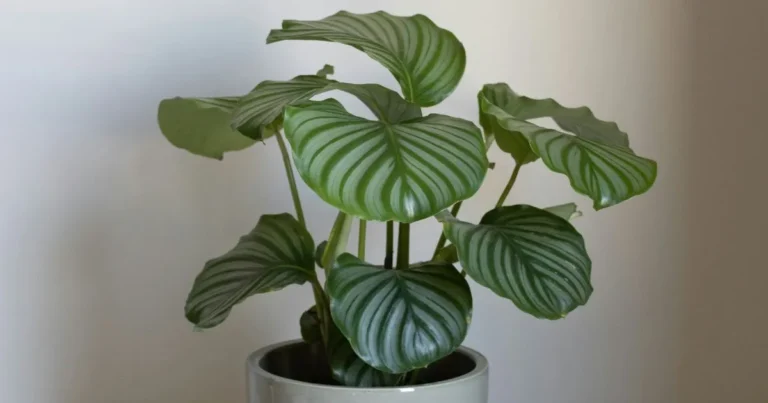 Unlock the Secrets to Thriving Calathea Orbifolia Plants at Home