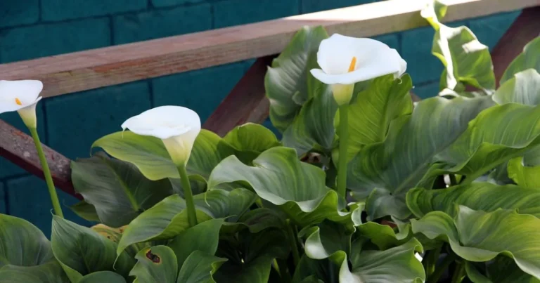 The Ultimate Guide to Calla Lily Care: Nurturing Elegance in Your Garden