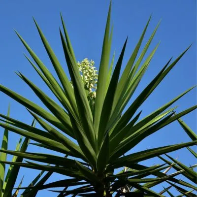 Yucca plant