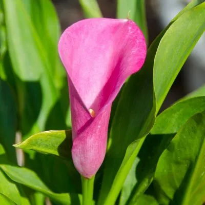 Calla Lily