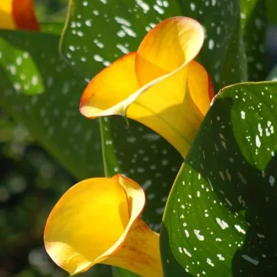 Calla Lily