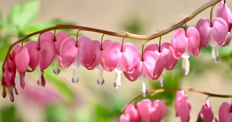 Bleeding Heart Flowers: Care Tips to Help Them Thrive in Your Garde