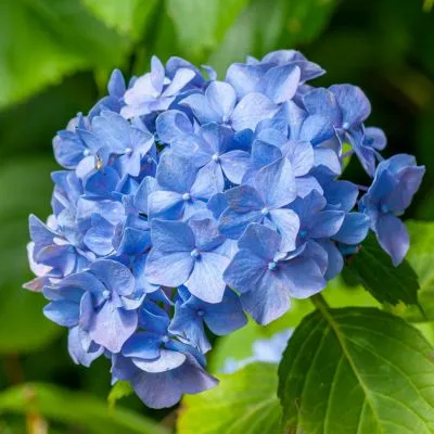 Blue Hydrangea