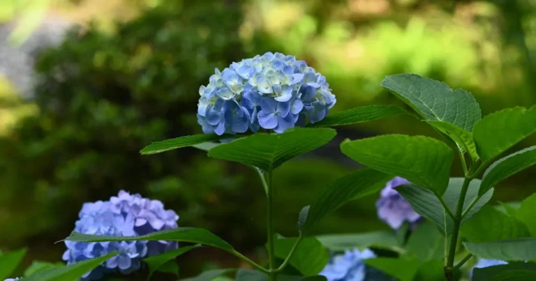 The Ultimate Guide to Blue Hydrangea: Care, Beauty, and Cultivation