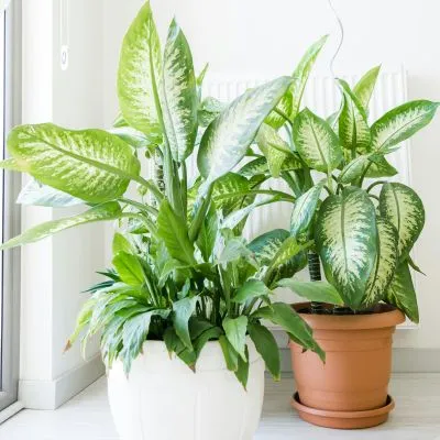 Dieffenbachia