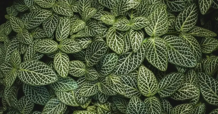 Fittonia Plant Care Guide: Everything You Need to Know About the Stunning Nerve Plant